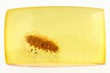 Highly Detailed and Unusual Fossil Larva (Diptera?) in Baltic Amber #275358-1